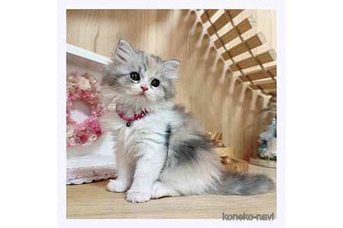 成約済の長野県のミヌエット-67939の2枚目